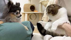 猫次郎o에 대한 이미지 검색결과