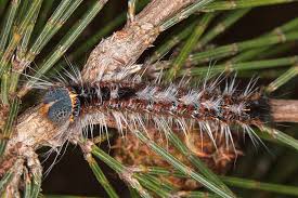 Attēlu rezultāti vaicājumam “Lasiocampidae”