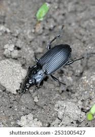 Attēlu rezultāti vaicājumam “Pterostichus quadrifoveolatus”