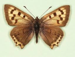 Attēlu rezultāti vaicājumam “Lycaena phlaeas”