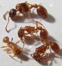 Attēlu rezultāti vaicājumam “Myrmica rubra”