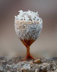 Attēlu rezultāti vaicājumam “Craterium leucocephalum var. scyphoides”