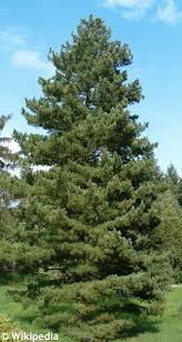 Attēlu rezultāti vaicājumam “Pinus peuce”