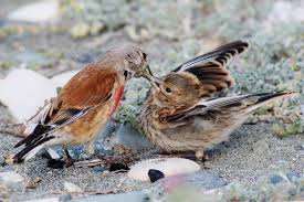 Attēlu rezultāti vaicājumam “Carduelis cannabina male”