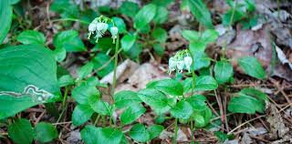 Attēlu rezultāti vaicājumam “Orthilia secunda fruit”