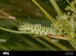 Attēlu rezultāti vaicājumam “Papilio machaon larva”