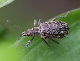 Attēlu rezultāti vaicājumam “Polydrusus mollis”