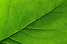 Attēlu rezultāti vaicājumam “leaf”