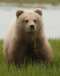 Image result for brown bear