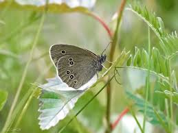 Attēlu rezultāti vaicājumam “Aphantopus hyperantus upperside”