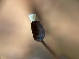 Attēlu rezultāti vaicājumam “Pleuridium subulatum sporophyte”