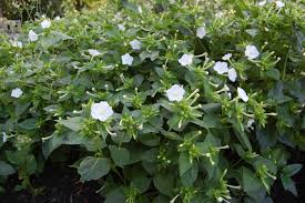 Image result for Mirabilis jalapa