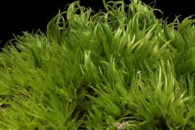 Attēlu rezultāti vaicājumam “Dicranum flagellare”