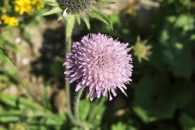 Attēlu rezultāti vaicājumam “Dipsacaceae”