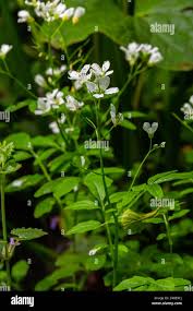 Attēlu rezultāti vaicājumam “Cardamine amara flower”