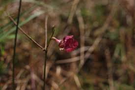 Attēlu rezultāti vaicājumam “Enteridium liceoides macro”