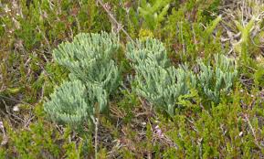 Attēlu rezultāti vaicājumam “Diphasium complanatum”