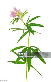 Attēlu rezultāti vaicājumam “Trifolium alpestre”