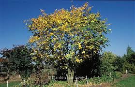 Attēlu rezultāti vaicājumam “Cladrastis kentukea”