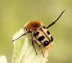 Attēlu rezultāti vaicājumam “Trichius fasciatus imago”
