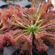 Image result for Drosera
