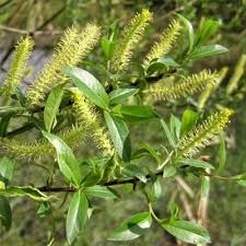 Attēlu rezultāti vaicājumam “Salix triandra male flower”