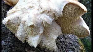 Attēlu rezultāti vaicājumam “Hericium cirrhatum”