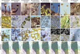 Attēlu rezultāti vaicājumam “Chaenotheca brachypoda”