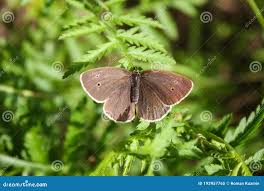 Attēlu rezultāti vaicājumam “Aphantopus hyperantus”