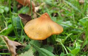 Attēlu rezultāti vaicājumam “Rimbachia neckerae”