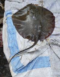 Image result for Himantura uarnak