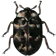 Attēlu rezultāti vaicājumam “Anthrenus scrophulariae”