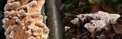 Attēlu rezultāti vaicājumam “Physarum auriscalpium”