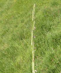 Attēlu rezultāti vaicājumam “Glyceria fluitans”