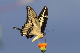 Attēlu rezultāti vaicājumam “Epermeniidae”