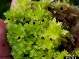 Attēlu rezultāti vaicājumam “Sphagnum compactum”