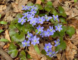 Attēlu rezultāti vaicājumam “Hepatica nobilis fruit”