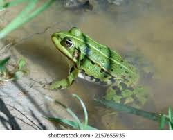 Attēlu rezultāti vaicājumam “Pelophylax adult”