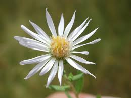Attēlu rezultāti vaicājumam “Symphyotrichum x salignum leaf”