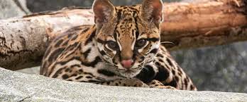 Image result for оцелот