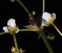 Attēlu rezultāti vaicājumam “Alisma gramineum flower”