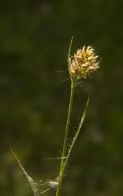 Attēlu rezultāti vaicājumam “Luzula multiflora”