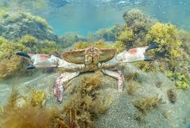 Image result for Cancer pagurus