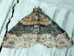 Attēlu rezultāti vaicājumam “Xanthorhoe ferrugata”