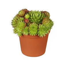 Image result for echtes Hauswurz