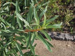 Attēlu rezultāti vaicājumam “Hippophae rhamnoides leaf”