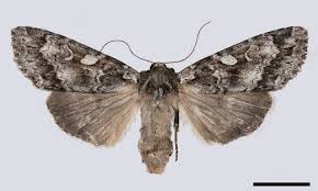 Attēlu rezultāti vaicājumam “Eurois occulta”