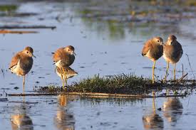 Image result for Vanellus leucurus