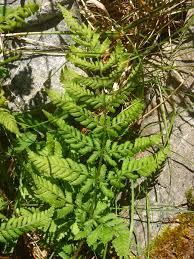 Attēlu rezultāti vaicājumam “Dryopteris dilatata”