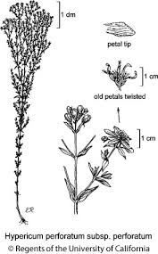 Image result for Hypericum perforatum